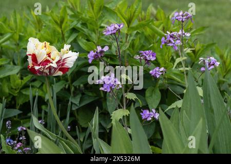 Blumenbeet in Goethes Garten, Weimar, Thüringen, Deutschland Stockfoto