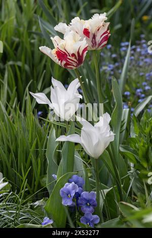 Blumenbeet in Goethes Garten, Weimar, Thüringen, Deutschland Stockfoto