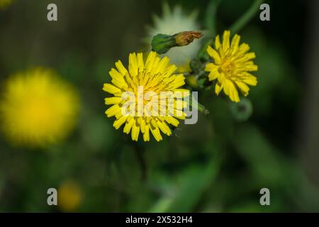 flores y detalles macro de Plants Stockfoto