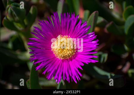 flores y detalles macro de Plants Stockfoto