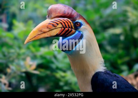 Noppenschnabel, (Rhyticeros cassidix), Erwachsener, Porträt, Gefangener Stockfoto