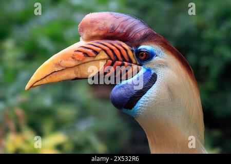 Noppenschnabel, (Rhyticeros cassidix), Erwachsener, Porträt, Gefangener Stockfoto