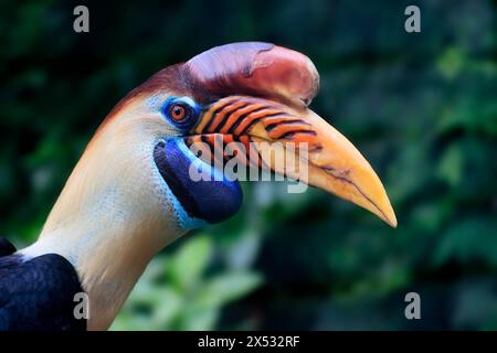 Noppenschnabel, (Rhyticeros cassidix), Erwachsener, Porträt, Gefangener Stockfoto