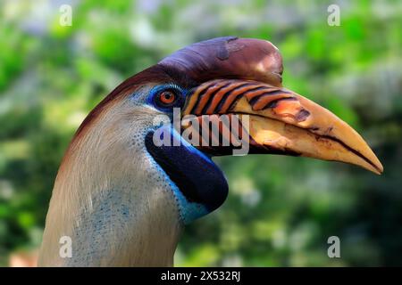 Noppenschnabel, (Rhyticeros cassidix), Erwachsener, Porträt, Gefangener Stockfoto