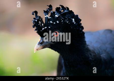 Rotschnabel-Curassow (Crax blumenbachii), Erwachsene, weiblich, Porträt, Gefangenschaft, Brasilien, Südamerika Stockfoto