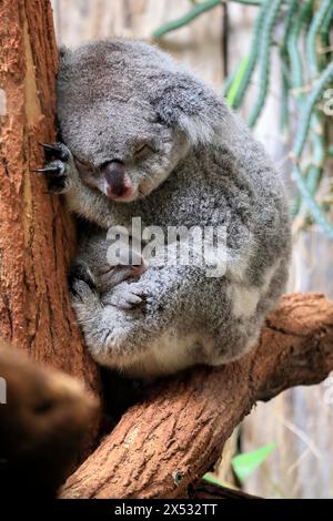 Koala (Phascolarctos cinereus), Erwachsener mit Jungtier, schlafend, auf Baum, Mutter mit Jungtier, Bewachung, Gefangener, Australien Stockfoto