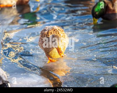 Entenherde, die auf dem eisgefrorenen Teich des Stadtparks spielen und schwimmen. Vögel in Wintermöwen, Enten schwimmen in einem teilweise gefrorenen See Stockfoto