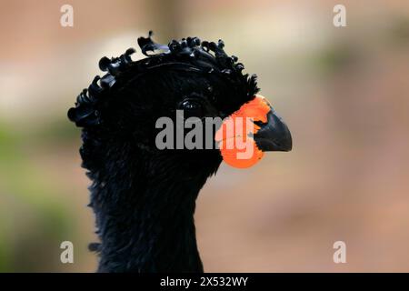 Rotschnabelkurassow (Crax blumenbachii), Erwachsene, männlich, Porträt, Gefangener, Brasilien, Südamerika Stockfoto