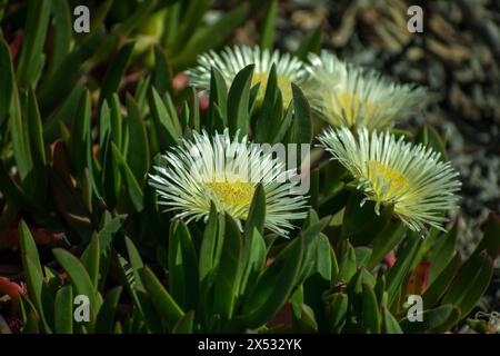 flores y detalles macro de Plants Stockfoto