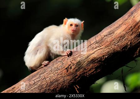 Silvery Marmoset (Mico argentatus, Syn.: Callithrix argentata), Silvery Marmoset, adulte Baum, wachsam, gefangen, Südamerika Stockfoto