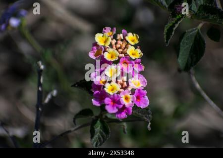 flores y detalles macro de Plants Stockfoto