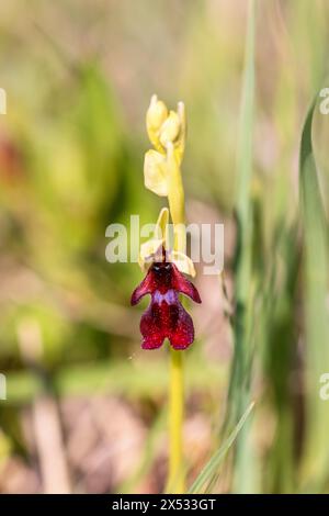 Nahaufnahme bei einer FliegenOrchidee (Ophrys insectifera) in Blüte auf einer Wiese Stockfoto