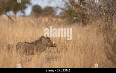 Gewöhnliches Warzenschwein (Phacochoerus africanus) in hochtrockenem Gras, Kruger-Nationalpark, Südafrika Stockfoto