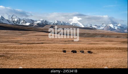 Gletscher- und schneebedeckte Berge, Yaks in herbstlicher Berglandschaft mit gelbem Gras, Tian Shan, Sky Mountains, Sary Jaz Valley, Kirgisistan Stockfoto