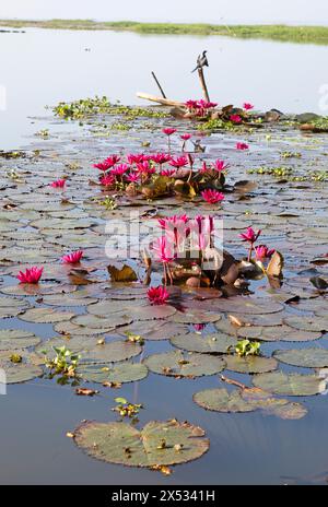 Nymphaea pubescens oder haarige Seerose oder rosa Seerose, Backwaters, Kerala, Indien Stockfoto