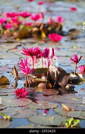 Nymphaea pubescens oder haarige Seerose oder rosa Seerose, Backwaters, Kerala, Indien Stockfoto