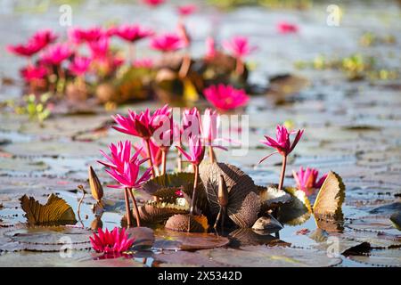 Nymphaea pubescens oder haarige Seerose oder rosa Seerose, Backwaters, Kerala, Indien Stockfoto