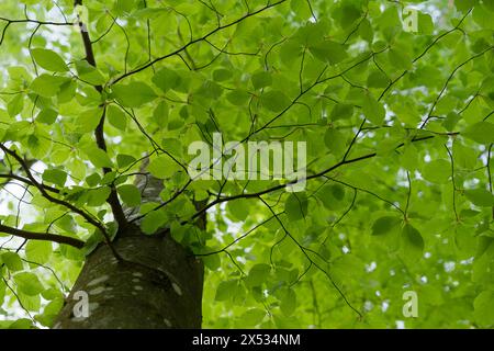 Blattentwicklung an der Buche (Fagus), Photosynthese, Absorption, Lichtabsorption, grün, Blattgrün, Chlorophyll, Wald, Baum, Schwäbisch-Fränkisch Stockfoto