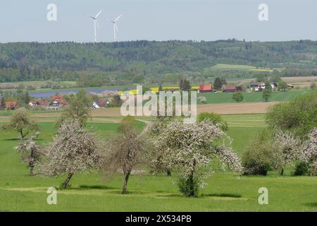 Frühling im Naturpark Schwäbisch-Fränkischer Wald bei Rosengarten-Sanzenbach, Obstblüten, Windkraft, Windkraftanlage, Windenergie Stockfoto