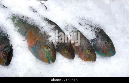 Ausstellung von Fischen Gefangener ganzer Fisch Blauband Papageienfische (Scarus ghobban) auf Eis in gekühlten Theken von Fischverkäufern Fischverkäufen, Lebensmittel Stockfoto