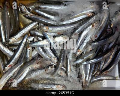 Anzeige von Fisch Gefangener ganzer Fisch Vollfisch frischer Fisch Europäische Sardellen (Engraulis encrasicolus) auf Eis in gekühlter Theke mit Fisch Stockfoto