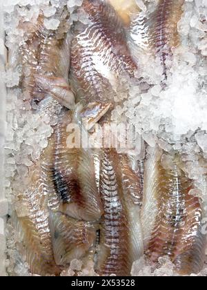 Darstellung von gefangenem Fischpollack (Pollachius virens) in Form von Pollackfilet auf Eis in gekühlter Gegenfischtheke von Fischhändlern Stockfoto