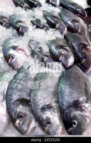 Anzeige von Fisch Gefangener ganzer Fisch frischer Fisch Goldbrasse (Sparus aurata) Goldkopf Seebrasse auf Eis in gekühlten Gegenfischen Stockfoto