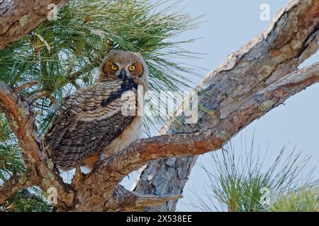 Eulenjunge in einer Filiale, die einen Fotografen im St Andrews State Park in Panama City, Florida, USA, ansieht Stockfoto