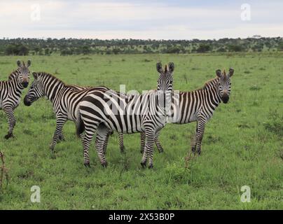 Dar Es Salaam. Mai 2024. Zebras werden im Serengeti-Nationalpark in Tansania am 3. Mai 2024 beobachtet. Der Serengeti-Nationalpark, ein Weltkulturerbe im Norden Tansanias, ist bekannt für seine massive jährliche Migration von Gnus und Zebras. Quelle: Hua Hongli/Xinhua/Alamy Live News Stockfoto