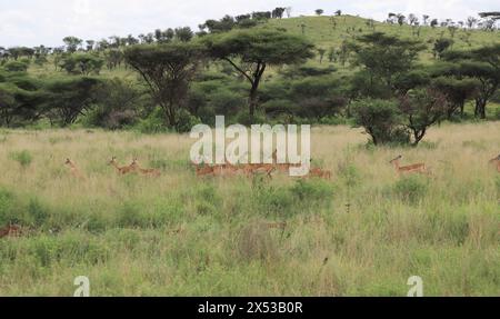 Dar Es Salaam. Mai 2024. Antilopen laufen im Serengeti-Nationalpark in Tansania am 3. Mai 2024. Der Serengeti-Nationalpark, ein Weltkulturerbe im Norden Tansanias, ist bekannt für seine massive jährliche Migration von Gnus und Zebras. Quelle: Hua Hongli/Xinhua/Alamy Live News Stockfoto