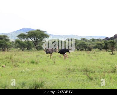 Dar Es Salaam. Mai 2024. Strauße werden am 3. Mai 2024 im Serengeti-Nationalpark in Tansania gesehen. Der Serengeti-Nationalpark, ein Weltkulturerbe im Norden Tansanias, ist bekannt für seine massive jährliche Migration von Gnus und Zebras. Quelle: Hua Hongli/Xinhua/Alamy Live News Stockfoto