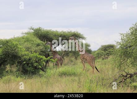 Dar Es Salaam. Mai 2024. Giraffen werden am 3. Mai 2024 im Serengeti-Nationalpark in Tansania gesehen. Der Serengeti-Nationalpark, ein Weltkulturerbe im Norden Tansanias, ist bekannt für seine massive jährliche Migration von Gnus und Zebras. Quelle: Hua Hongli/Xinhua/Alamy Live News Stockfoto