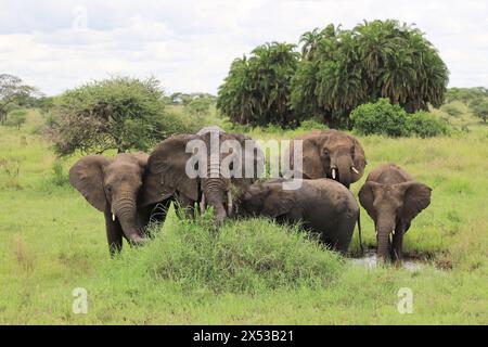 Dar Es Salaam. Mai 2024. Elefanten werden am 3. Mai 2024 im Serengeti-Nationalpark in Tansania gesehen. Der Serengeti-Nationalpark, ein Weltkulturerbe im Norden Tansanias, ist bekannt für seine massive jährliche Migration von Gnus und Zebras. Quelle: Hua Hongli/Xinhua/Alamy Live News Stockfoto