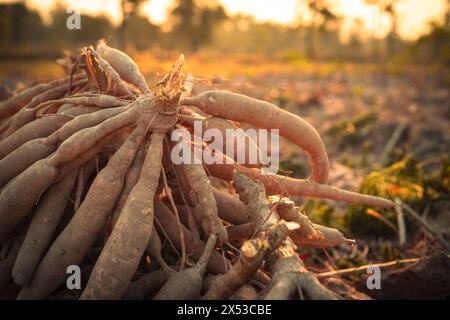 Maniokwurzeln. Nachhaltige Landwirtschaft. Maniokwurzel in der tropischen Landwirtschaft. Lebensmittelproduktion und Nachhaltigkeit. Maniokwurzel, Grundnahrungspflanze, lebenswichtig für Lebensmittel Stockfoto