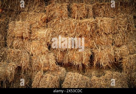 Trockener Strohballen und landwirtschaftliche Nebenprodukte. Gestapelte gelbe Strohballen für Tierfutter und Einstreu. Strohballen in der nachhaltigen Landwirtschaft. Stockfoto