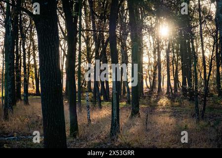 Dieses Foto fängt die ätherische Schönheit des Morgenlichts ein, das durch einen Kiefernhain durchsticht. Die Sonne, die sich direkt hinter den Bäumen befindet, erzeugt einen strahlenden Starburst-Effekt, der den Wald mit einem warmen, einladenden Leuchten beleuchtet. Die Schatten der Bäume bemalen den Waldboden und verleihen der Szene Tiefe und Kontrast. Das weiche Licht, das durch die Äste gestreut wird, verleiht dem Bild eine ruhige und mystische Qualität, die an eine Szene aus einem Märchen erinnert. Verzauberter Morgen im Pine Grove. Hochwertige Fotos Stockfoto