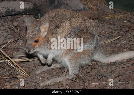 Nahaufnahme eines australischen Hasen-Wallabys Stockfoto