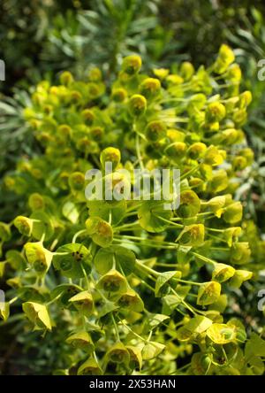 Euphorbia blüht an einem Frühlingstag in den Hermannshofgärten in Weinheim. Stockfoto