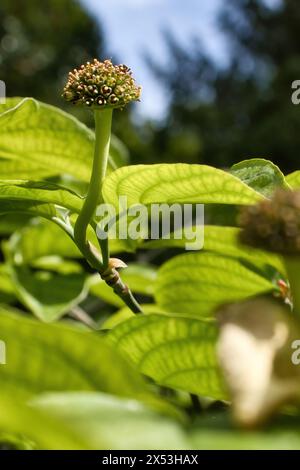 Grüne Pflanze an einem Frühlingstag in den Hermannshofgärten in Weinheim. Stockfoto