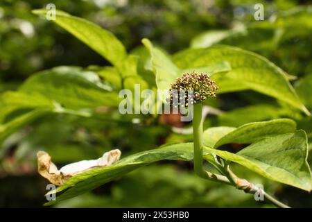 Grüne Pflanze wächst an einem Frühlingstag in den Hermannshofgärten in Weinheim. Stockfoto