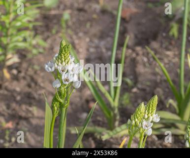 Naples Knoblauch blüht im Garten unter Sonnenlicht Allium neapolitanum Stockfoto