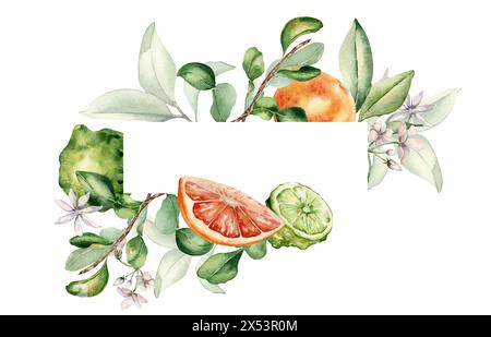 Zweige Zitrusbaum und reife Früchte im Rahmen. Jasmin und Bergamotte Aquarellillustration isoliert. Handgezeichnete Grapefruit und Blüten in botanischen en Stockfoto
