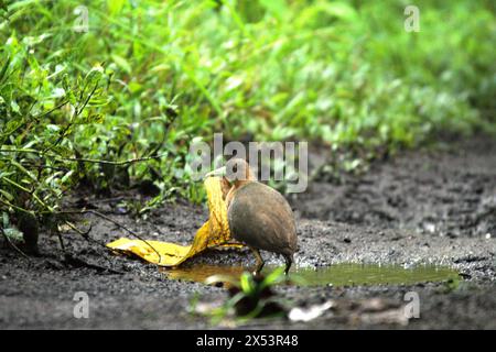 Eine isabelline Buschhuhn (Amaurornis isabellina) wandert auf einem Wanderweg im Tangkoko Nature Reserve in Nord-Sulawesi, Indonesien. Der Klimawandel ist einer der wichtigsten Faktoren, die die biologische Vielfalt weltweit mit alarmierender Geschwindigkeit beeinflussen, so ein Team von Wissenschaftlern unter der Leitung von Antonio acini Vasquez-Aguilar in ihrem Artikel vom März 2024 über environ Monit Assessment. Die International Union for Conservation of Nature (IUCN) sagt auch, dass steigende Temperaturen zu ökologischen, verhaltensbezogenen und physiologischen Veränderungen der Tierarten und der Artenvielfalt geführt haben. "Die Auswirkungen des Klimawandels auf die kleinsten Arten können... Stockfoto