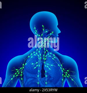 Humane Lymphknoten als Drüsenkonzept des Lymphsystems und Immunsystem als humananatomisches lymphoides Organkonzept mit Knotengefässen. Stockfoto