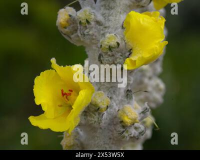 Nahaufnahme von Steinmaulblumen (Verbascum thapsus) in einem Garten im Frühsommer Stockfoto