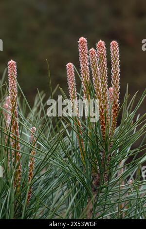 Nadeln und Kegel von Pinus pinea in einem Garten im Frühsommer vor dunklem Hintergrund Stockfoto