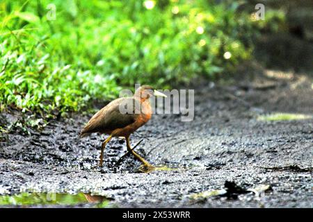 Eine isabelline Buschhuhn (Amaurornis isabellina) wandert auf einem Wanderweg im Tangkoko Nature Reserve in Nord-Sulawesi, Indonesien. Der Klimawandel ist einer der wichtigsten Faktoren, die die biologische Vielfalt weltweit mit alarmierender Geschwindigkeit beeinflussen, so ein Team von Wissenschaftlern unter der Leitung von Antonio acini Vasquez-Aguilar in ihrem Artikel vom März 2024 über environ Monit Assessment. Die International Union for Conservation of Nature (IUCN) sagt auch, dass steigende Temperaturen zu ökologischen, verhaltensbezogenen und physiologischen Veränderungen der Tierarten und der Artenvielfalt geführt haben. "Die Auswirkungen des Klimawandels auf die kleinsten Arten können... Stockfoto