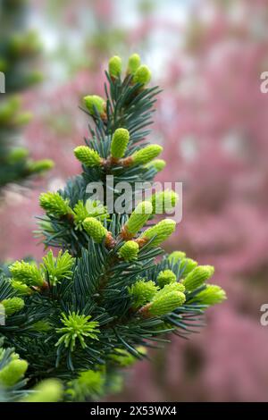 Nahaufnahme von Kegeln von Abies lasiocarpa var. Arizonica 'Compacta' in einem Garten im Frühsommer Stockfoto