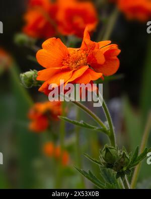 Nahaufnahme der Blumen von Geum 'Dolly North' in einem Garten im Frühsommer Stockfoto