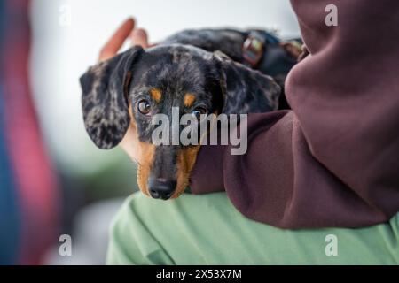 Ein schwarz-brauner Miniatur-Dackel mit Markierungen auf dem Schoß seines Besitzers. Der Dackel, auch bekannt als der wiener Hund oder Wursthund, Stockfoto
